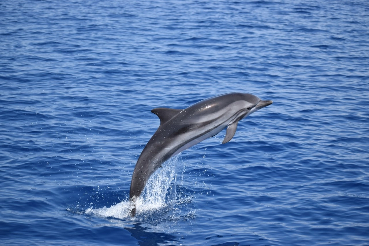 Delfini in mare a Rimini