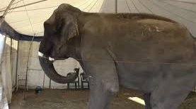 L'elefantessa Dumba (credit One Voice)