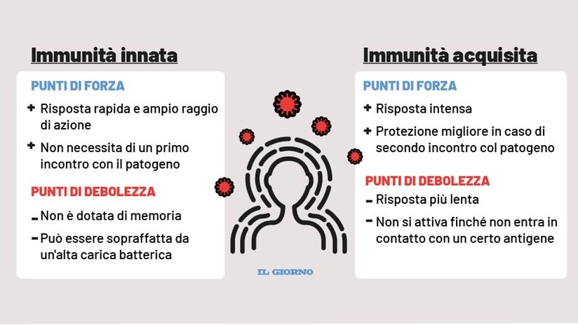 Come funziona l'immunità 