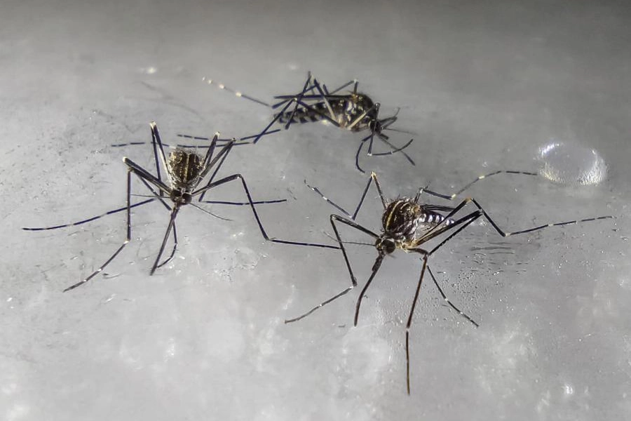 Allarme zanzare, ecco come difendersi con l'App Mosquito alert