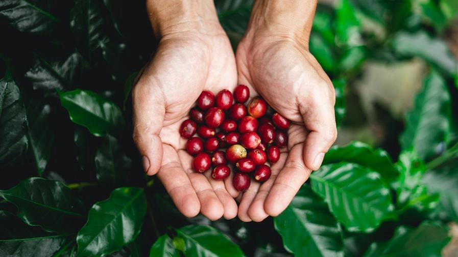 Con il riscaldamento globale le coltivazioni di caffè saranno costrette a "traslocare"