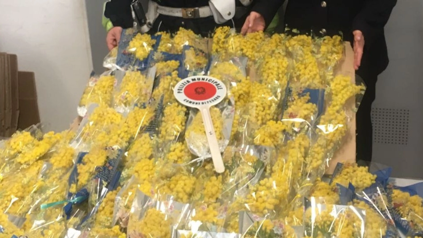 Le mimose vendute da abusivi: 124 mazzi sequestrati dalla municipale 