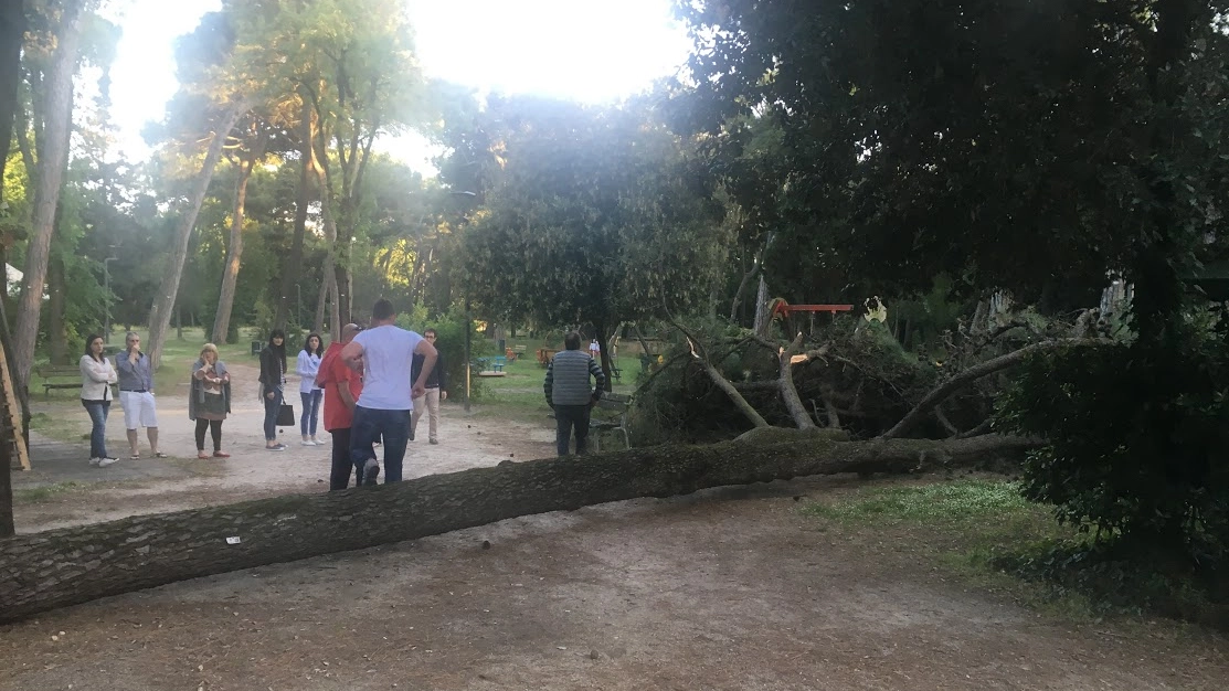 Il pino caduto nel parchetto pubblico di Marina di Ravenna