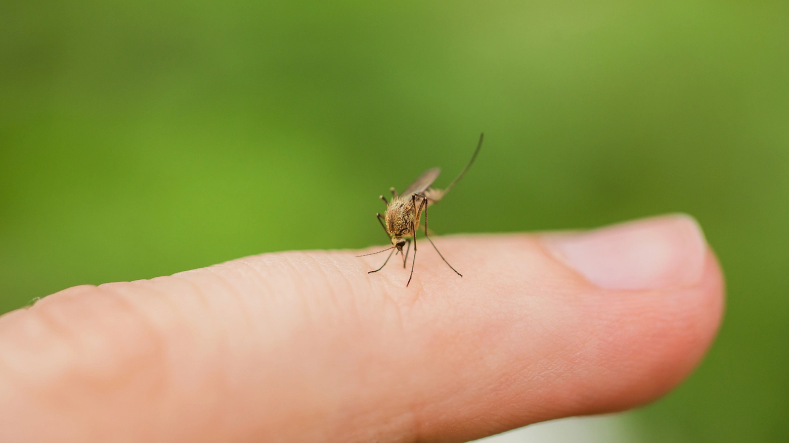 Il vettore della dengue è la zanzara Aedes albopictus