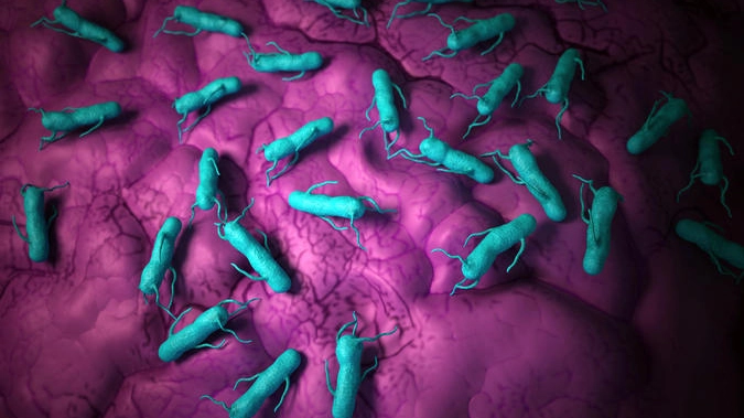 I bacilli della salmonella in una ricostruzione 3D (Foto: Sebastian Kaulitzki / Alamy)