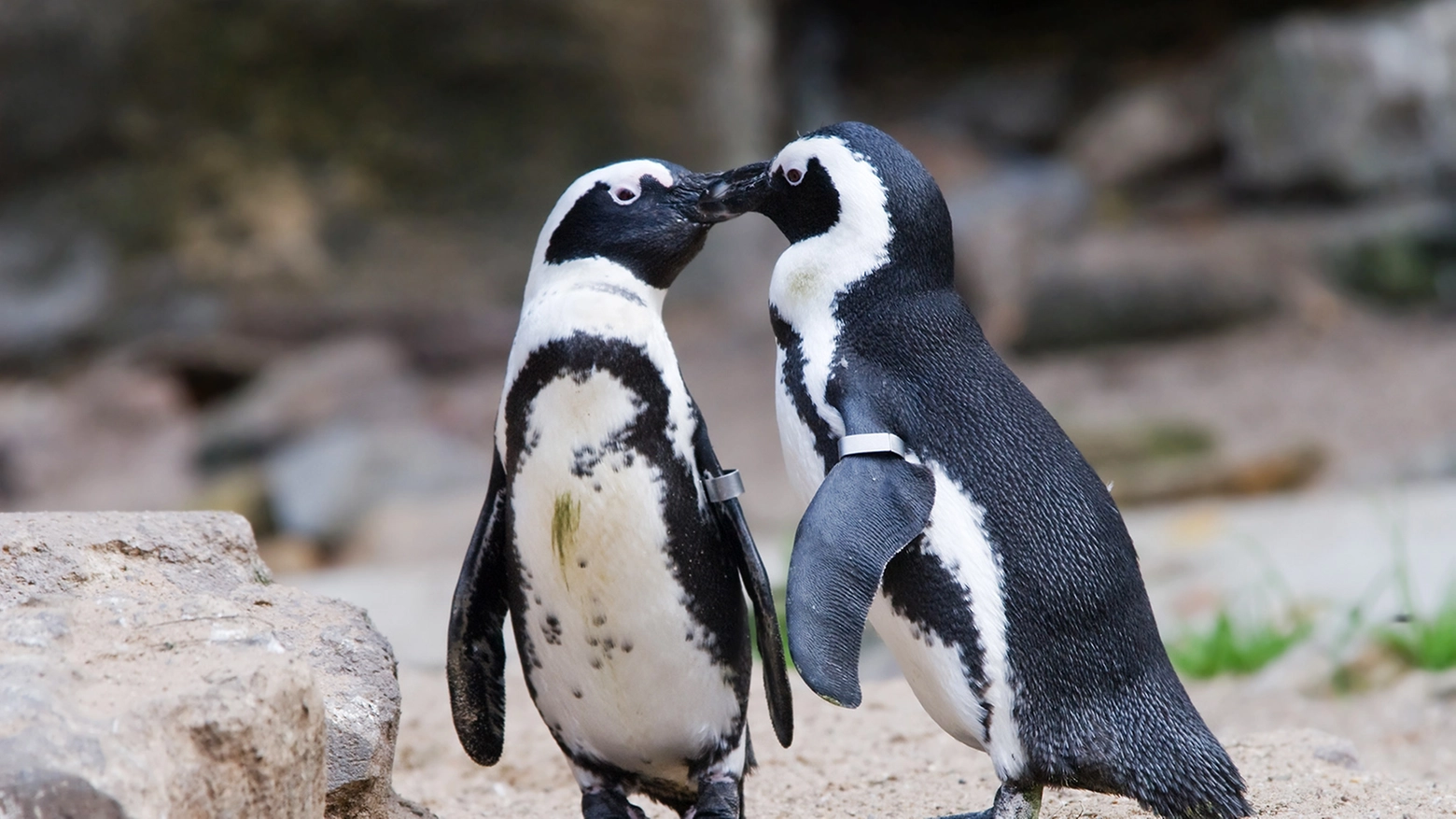 I pinguini Babba e Lalla