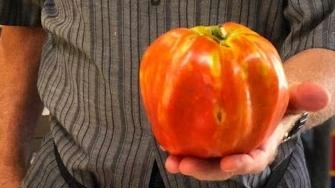 

"Pomodori giganti da Rio Saliceto: polpa saporita da un piccolo orticello"