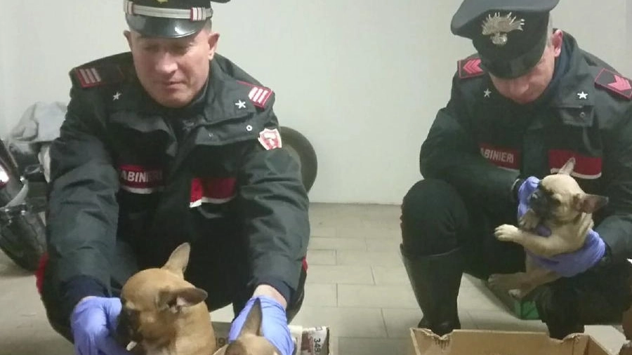 I cuccioli sequestrati dai carabinieri