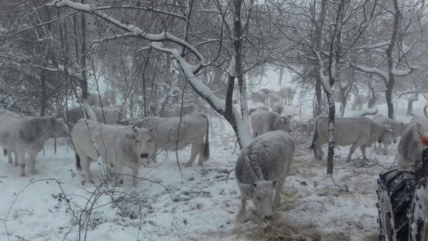Bestiame sotto la neve nelle zone terremotate