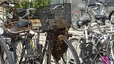 Le api sulla bici in piazza Galvani