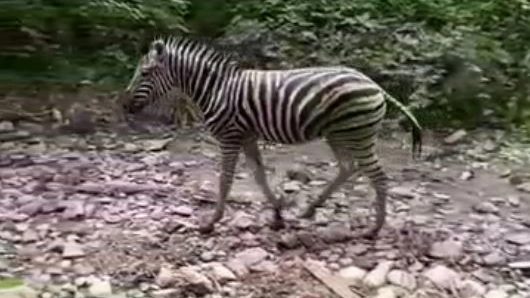 La zebra Achille, fuggita questa mattina da un allevamento del Reggiano