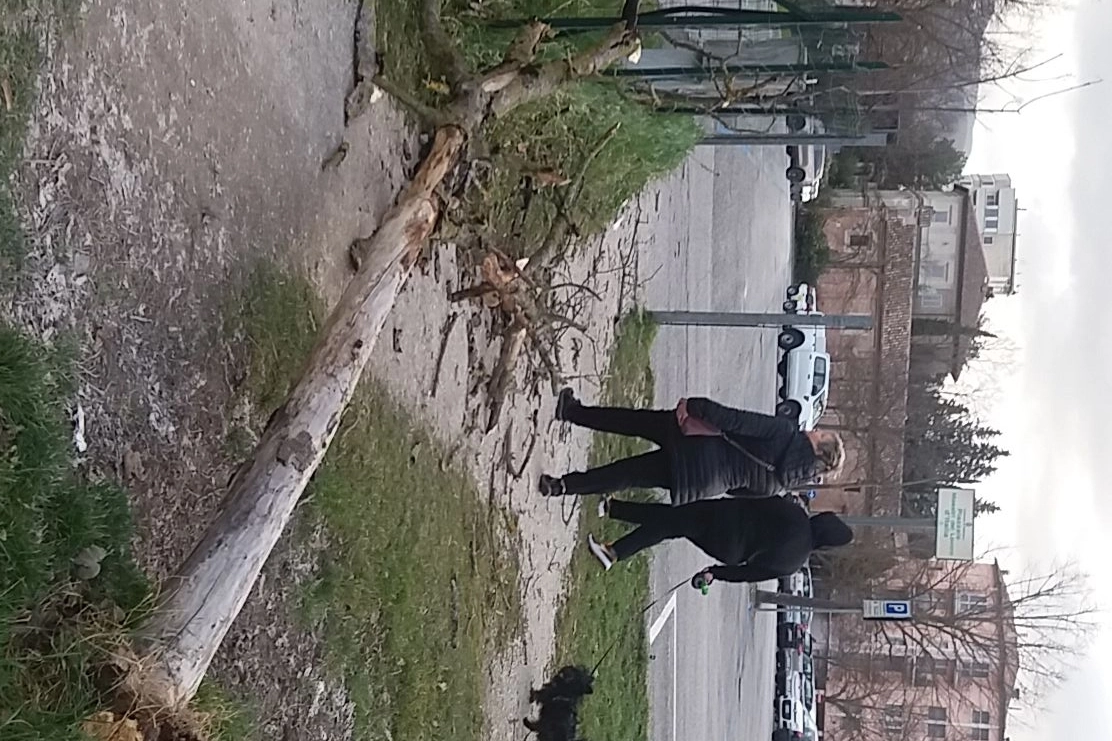 L'albero caduta al parco Unita d'Italia