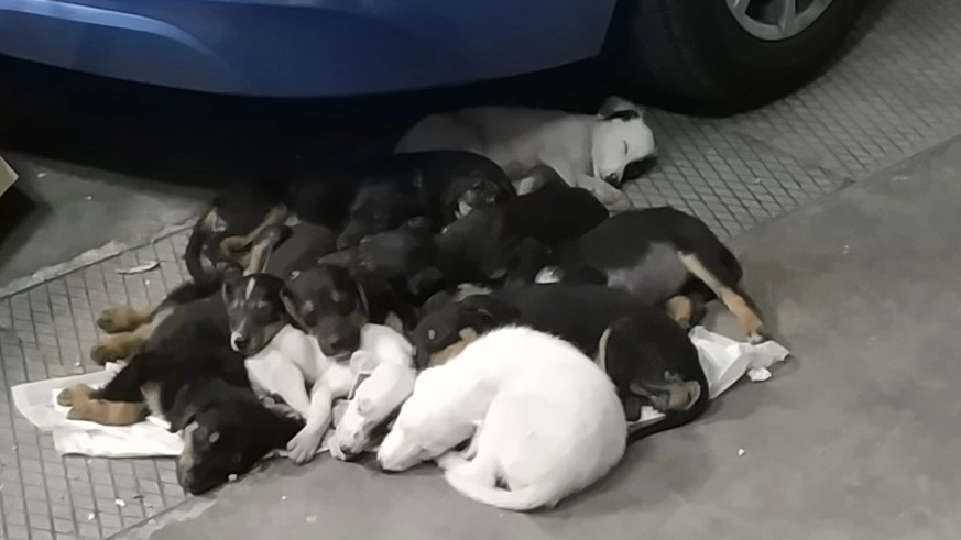 Gli undici cuccioli sequestrati dalla Polizia Stradale di Faenza