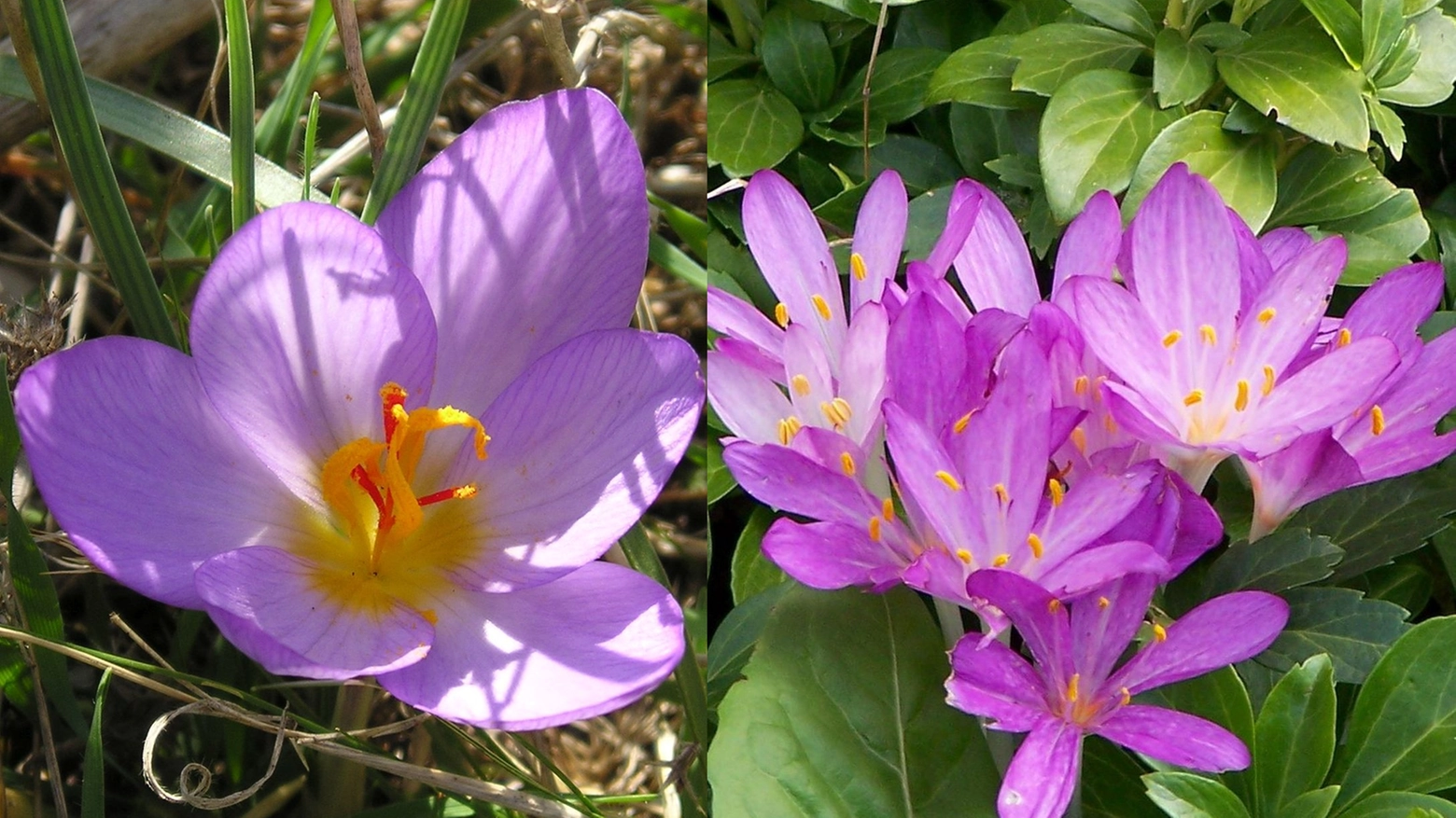 Zafferano (fiore) a sinistra e il colchico autunnale (a destra)