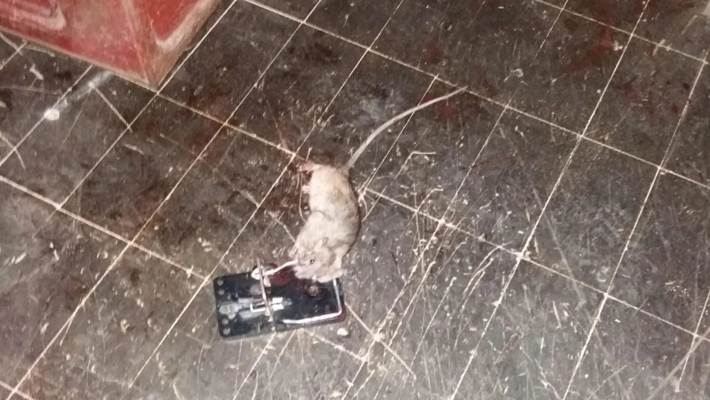 Un topo finito in trappola all’interno delle scuole Mazzini di Borgo Panigale