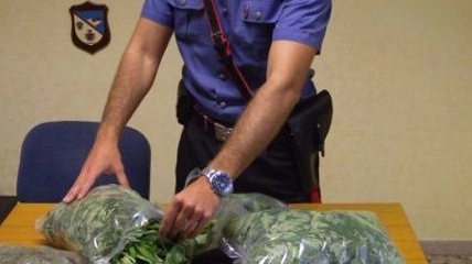 Nell’appartamento dell’uomo sono state trovate una quindicina di piante di marijuana da essiccare e alcune dosi già pronte per essere consumate che aveva nascosto nel contenitore del the 