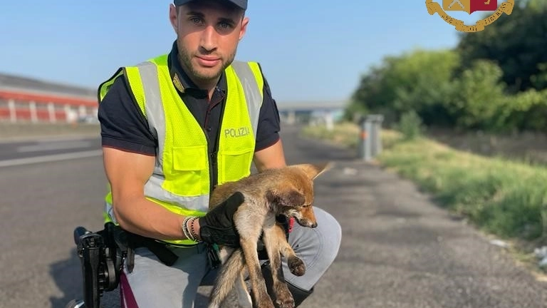 Il cucciolo di volpe salvato dalla polstrada a Modena