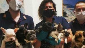 Traffico di cuccioli clandestini. Condannato camionista rumeno