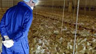 Nell’immagine di archivio, l’interno di un allevamento di polli