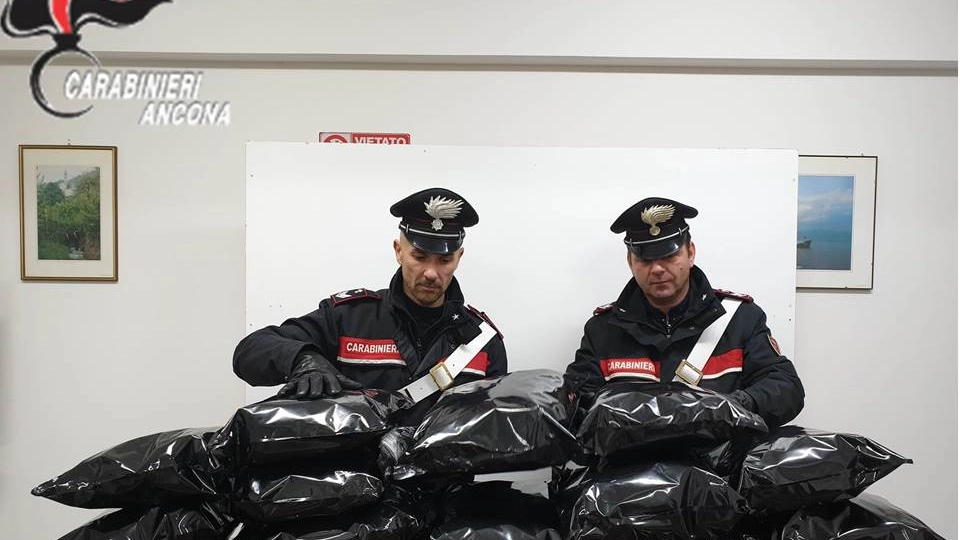 Ancona, la droga sequestrata dai carabinieri