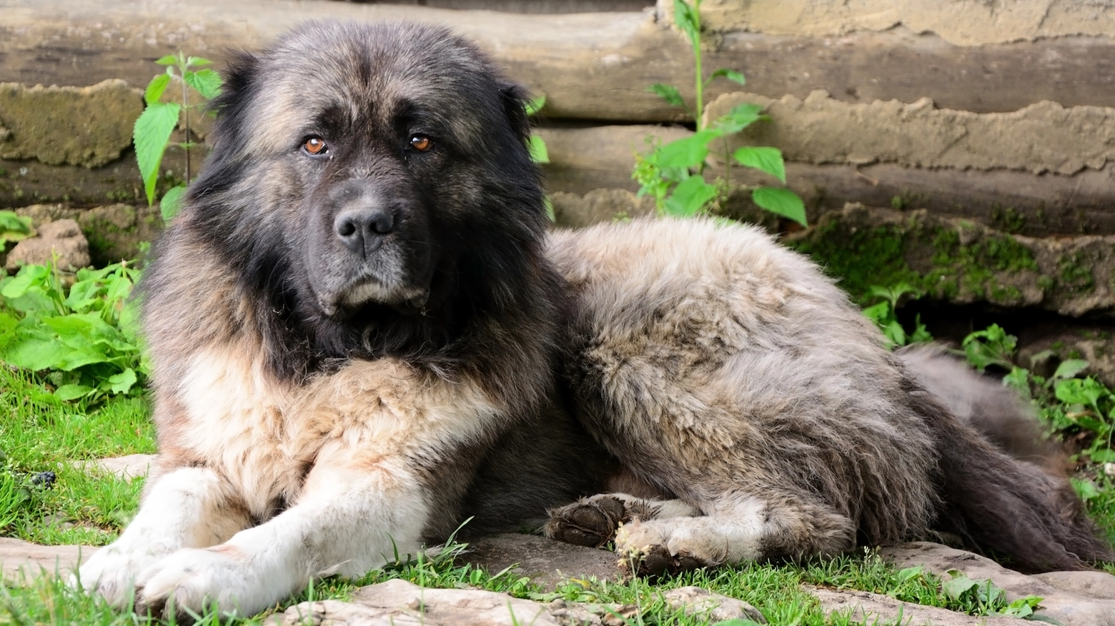 Un cane pastore del Caucaso: l'animale che ha aggredito il giovane riminese