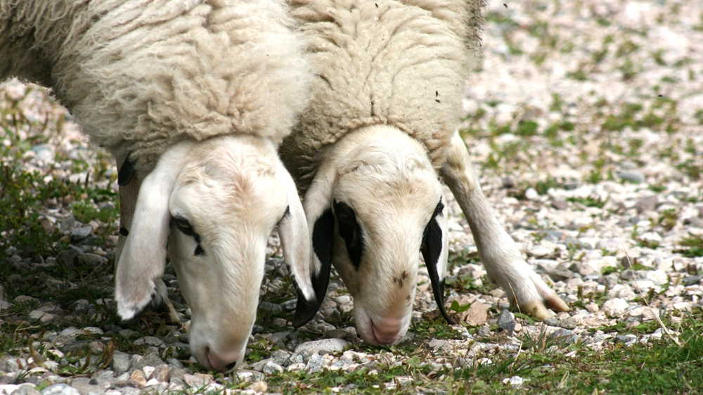 Pecore in una foto L.Gallitto