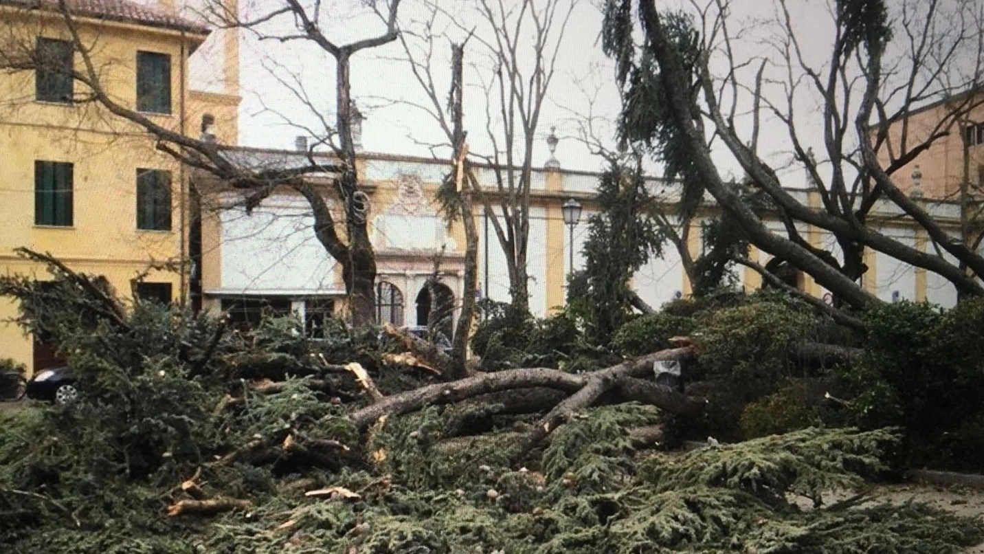 L’albero crollato in piazza Merlin