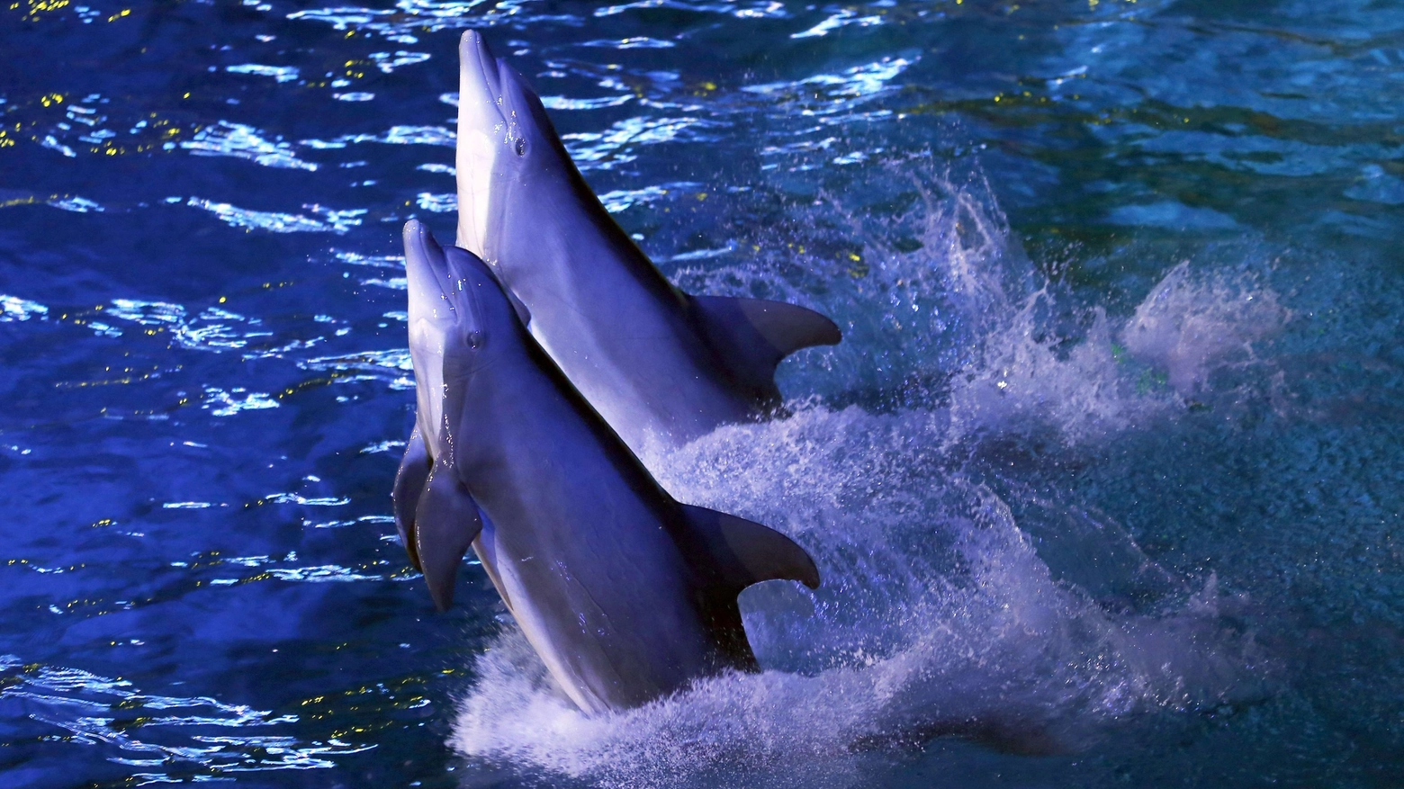 Delfini in un delfinario in una foto AFP