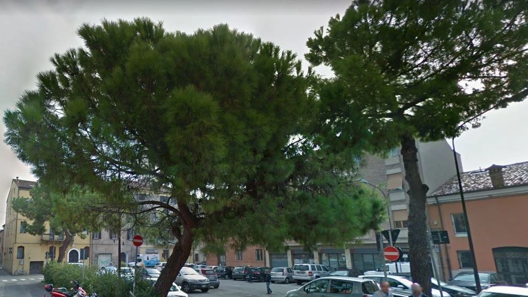 I pini marittimi di piazza Verdi sono stati abbattuti: saranno rimpiazzati da nuovi alberi