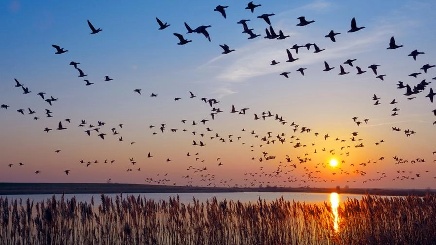 Le abitudini degli uccelli migratori stanno cambiando