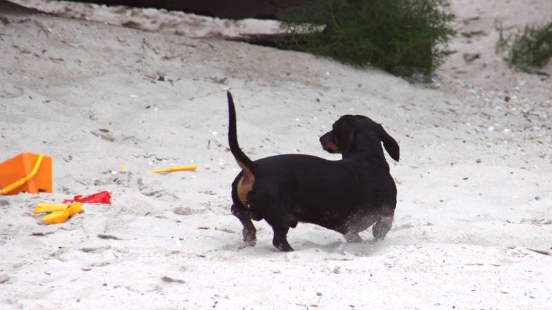 Lido Adriano, multata coppia con cane in spiaggia