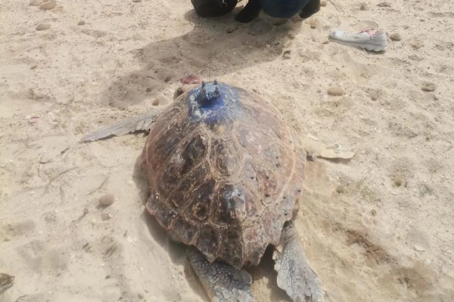 La tartaruga Azzurra, partita dalla Sardegna a ottobre e trovata morta in Tunisia (Cnr)