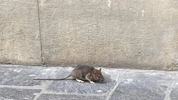 Allarme ratti nelle vie del centro  "Necessario potenziare il servizio"