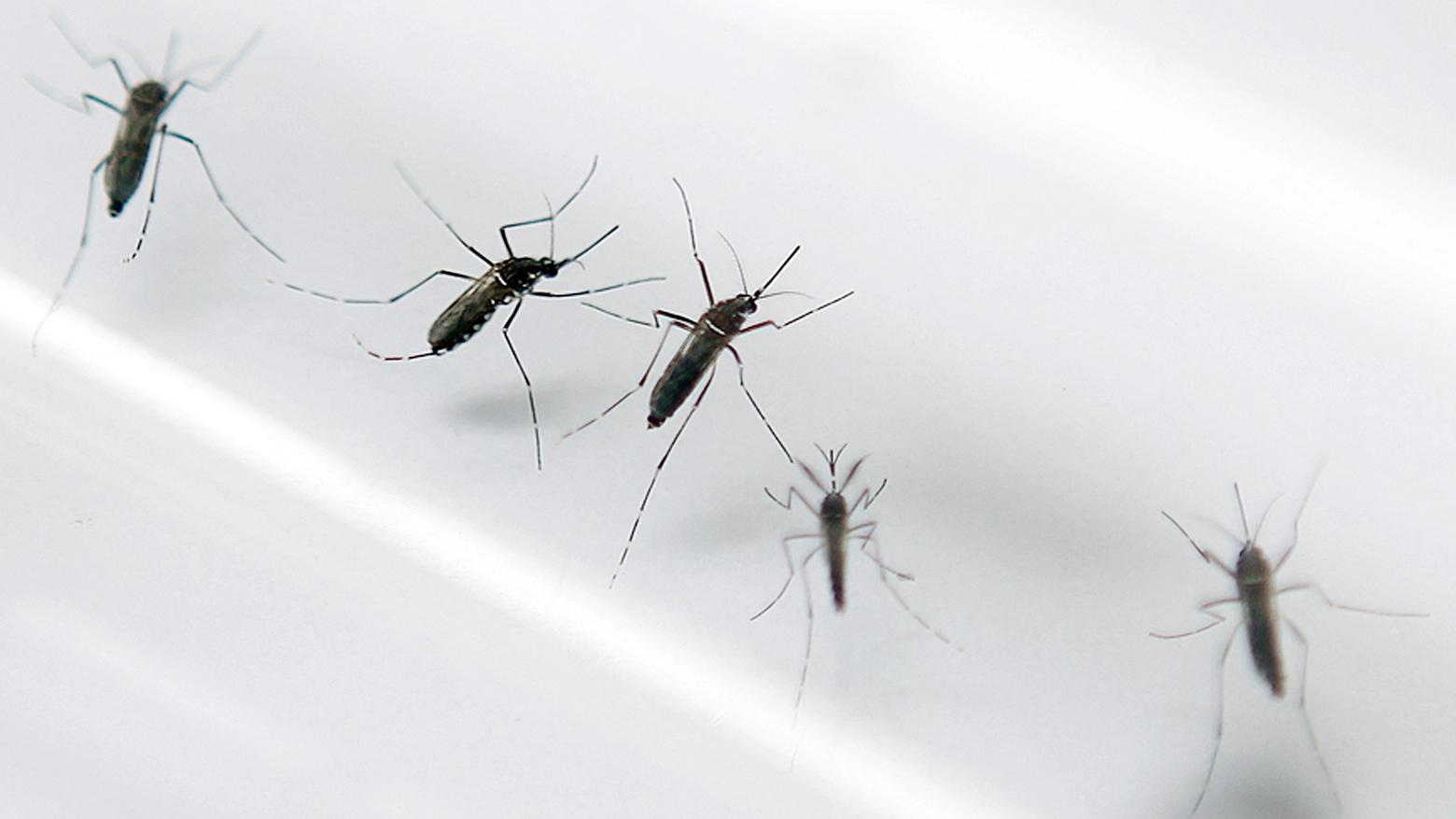 Zanzare della Dengue