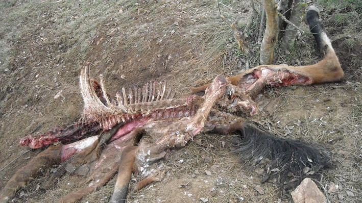 La carcassa del cavallo sbranato dai lupi sul monte Catria