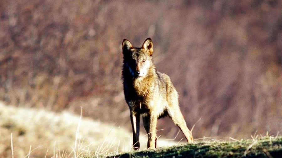 Uno degli esemplari di lupo avvistati: le segnalazioni nella provincia di Ancona