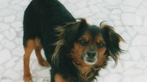 Il cane ‘Bibi’, morto pochi giorni dopo l’intervento ‘incriminato’