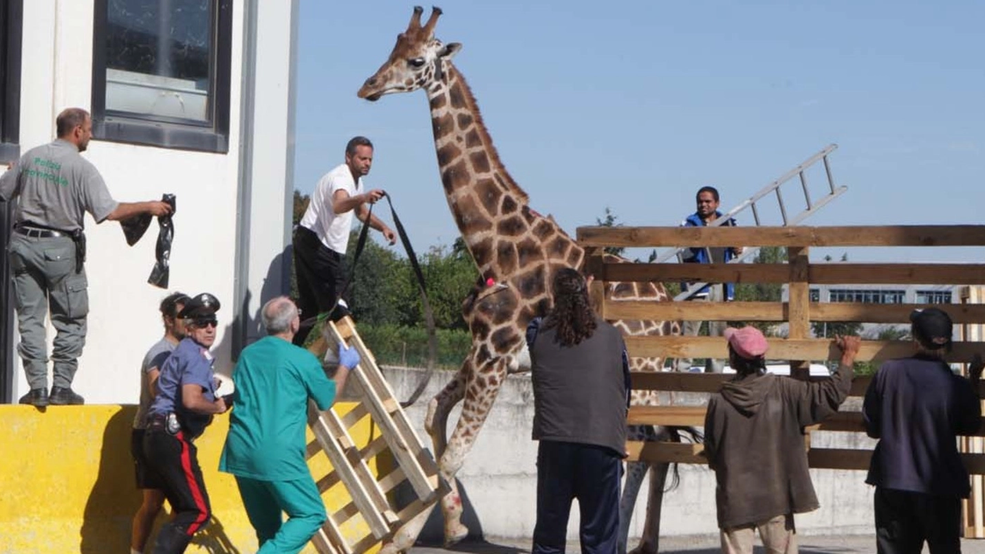 La giraffa Aleksandre morta a Imola dopo essere fuggita dal circo (foto Isolapress)