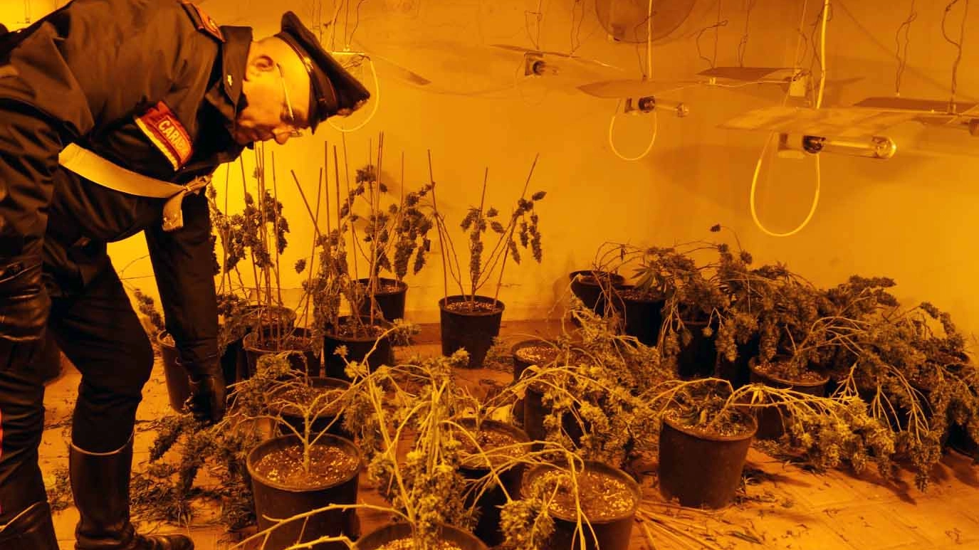 Adria, presa banda cinese specializzata nella coltivazione di marijuana (Donzelli)