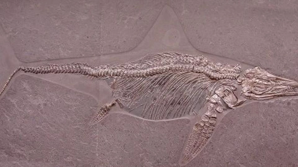 Pavullo, trovati resti di un ittosauro