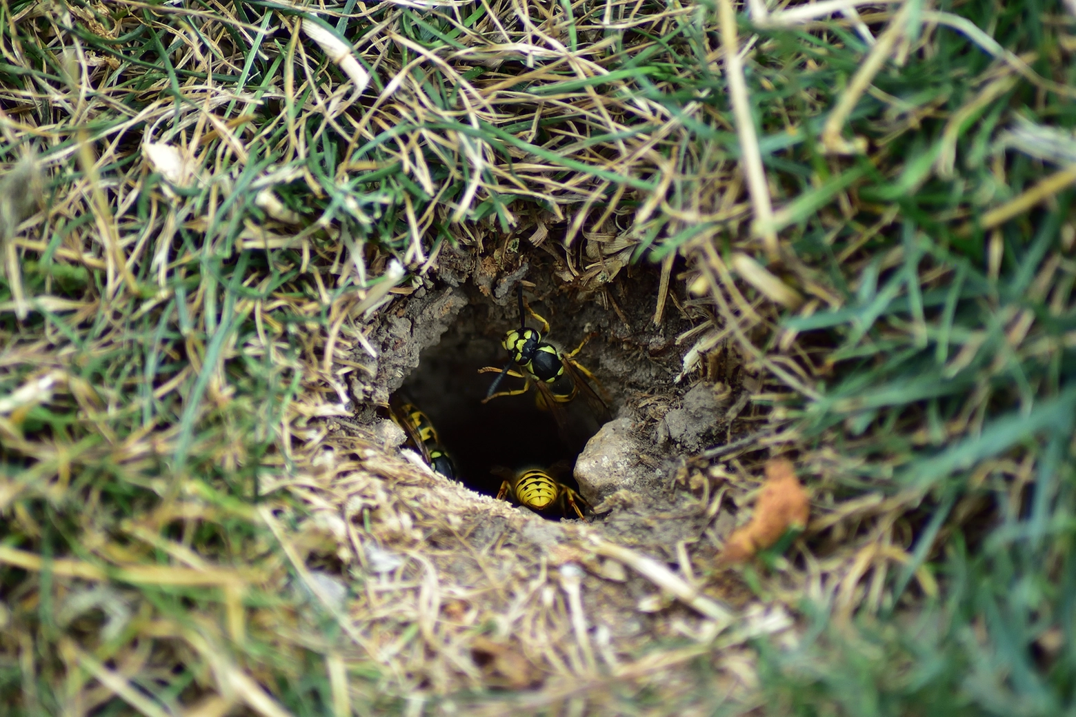 Pesta un nido di vespe e muore dopo le punture