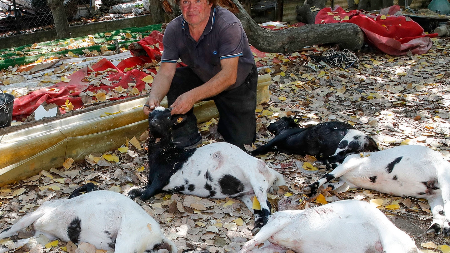 La scena straziante delle capre di proprietà di Marco Balduini uccise dai lupi