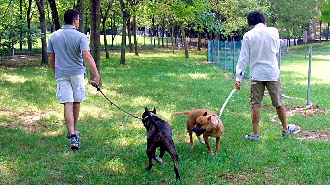 Cani a passeggio coi loro proprietari