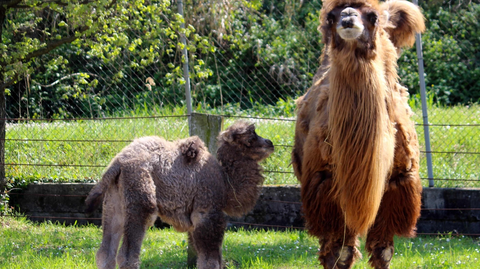 Parco zoo: è nata  il cammello  Alessandra