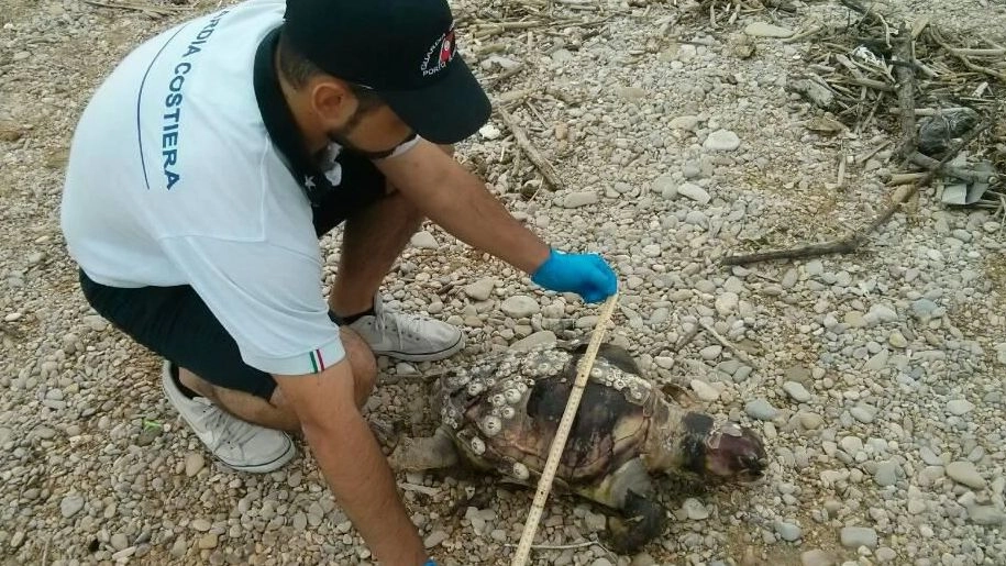 Marina di Altidona (Fermo), la tartaruga trovata morta sulla spiaggia