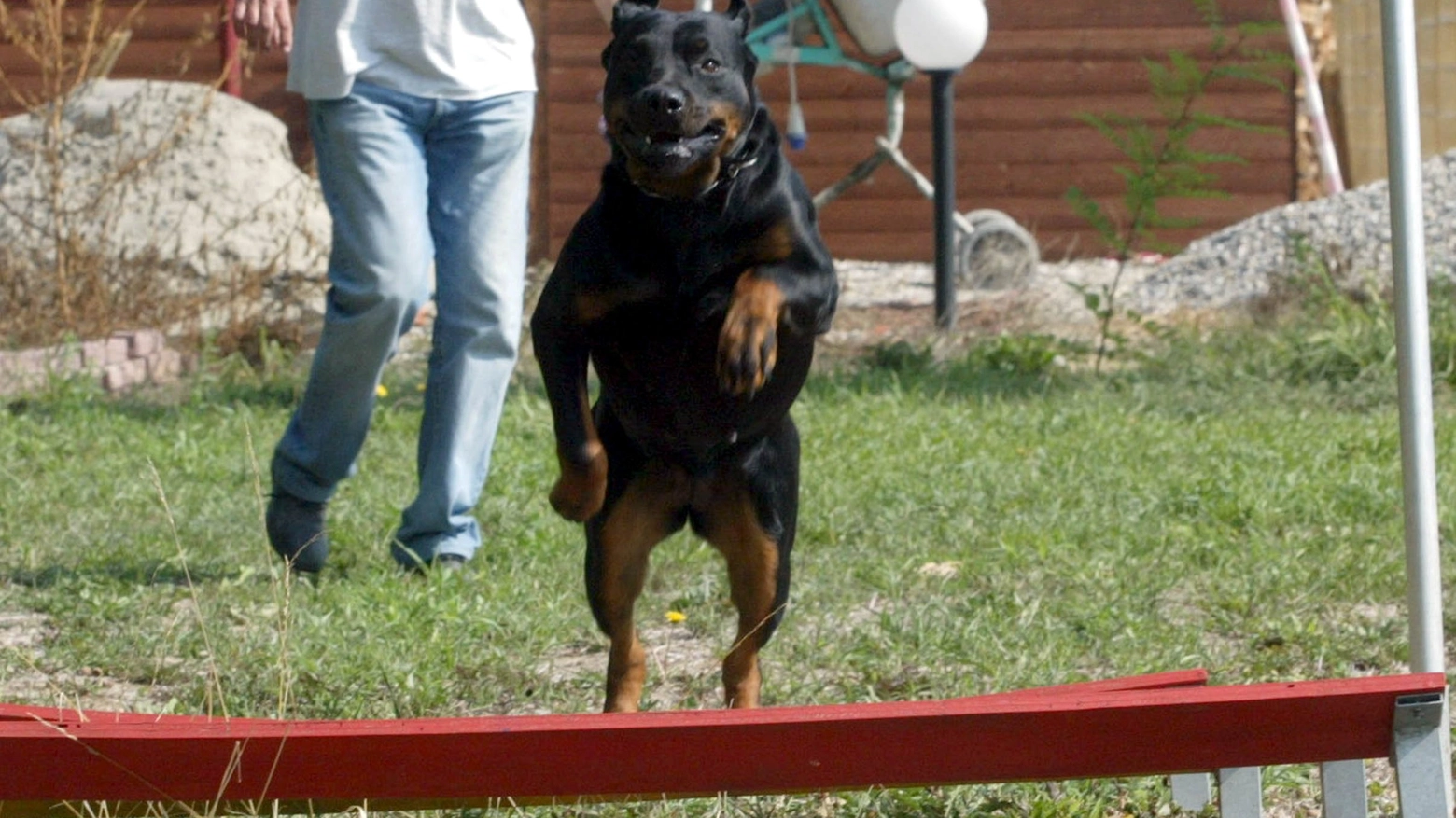 Rottweiler (immagine d'archivio)