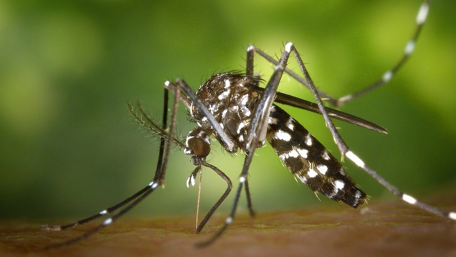 Zanzara (foto Dire)