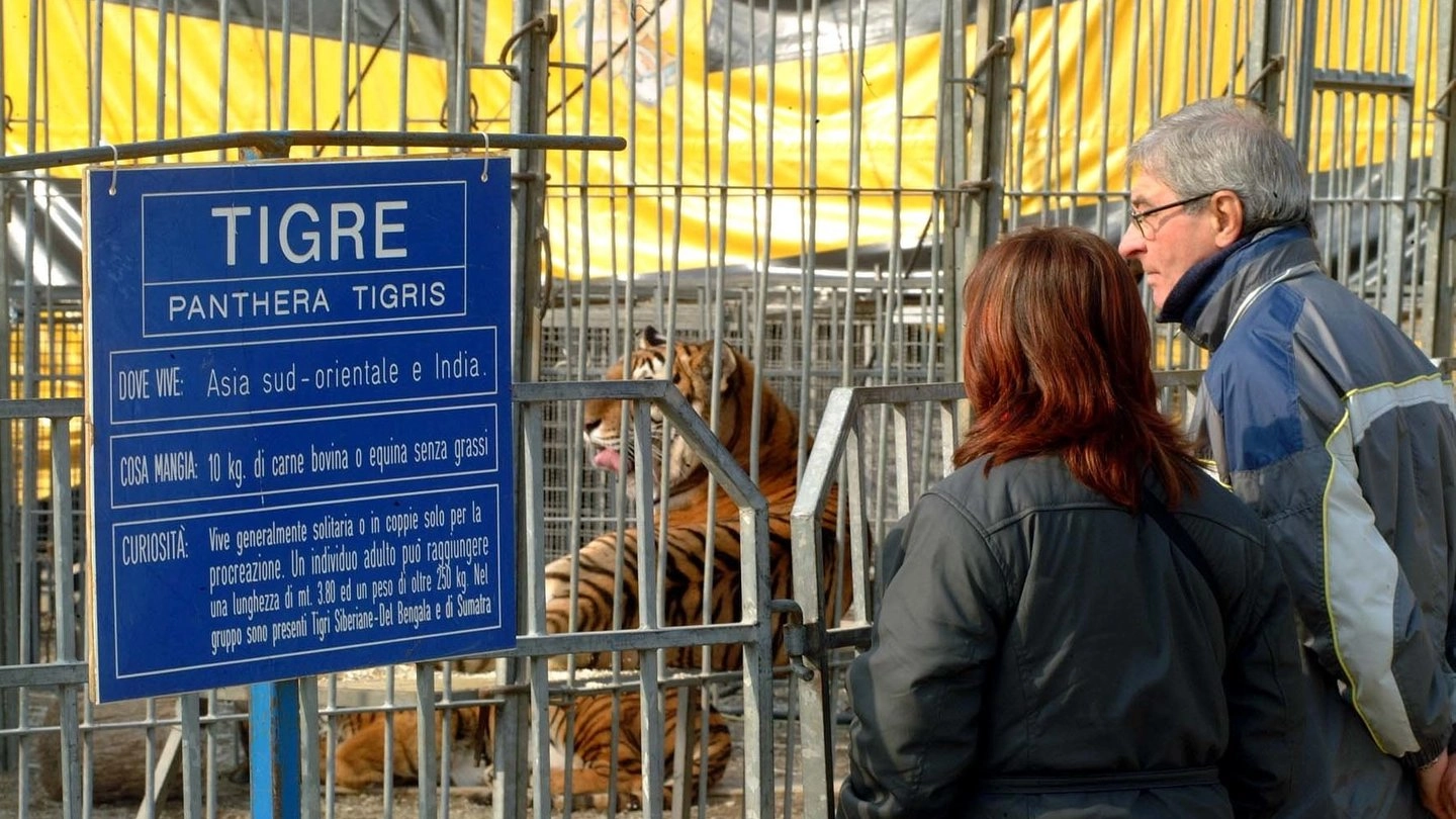 Il pubblico visita la gabbia delle tigri in un circo