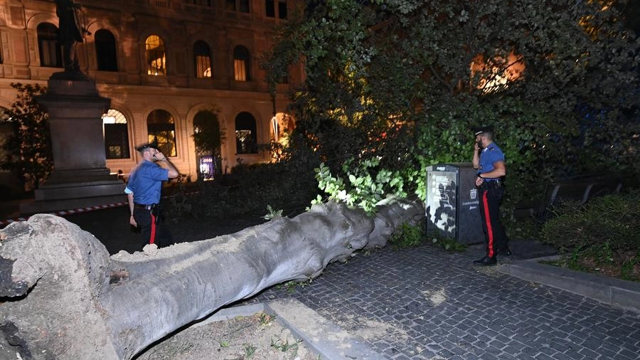 Maltempo Bologna, l'albero caduto in piazza Minghetti