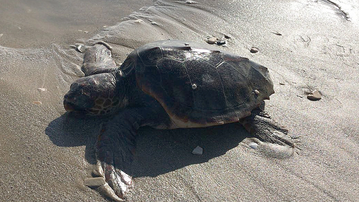 Una tartaruga trovata sulle nostre spiagge